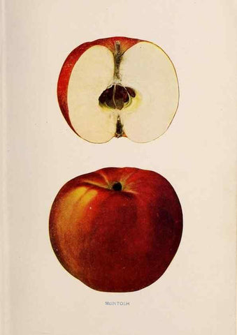 Reproducción/Reproduction 27410680277: The apples of New York /. Albany :J.B. Lyon,1905.. 