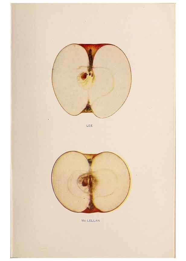 Reproducción/Reproduction 42234530622: The apples of New York /. Albany :J.B. Lyon,1905.. 
