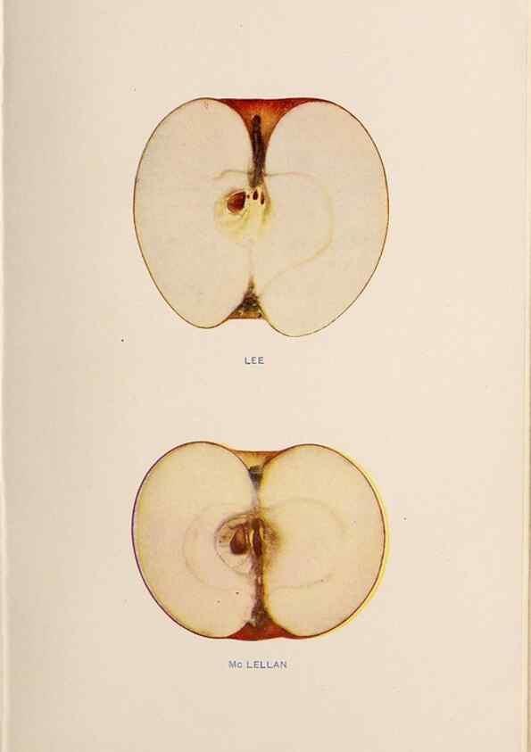 Reproducción/Reproduction 42234530622: The apples of New York /. Albany :J.B. Lyon,1905.. 