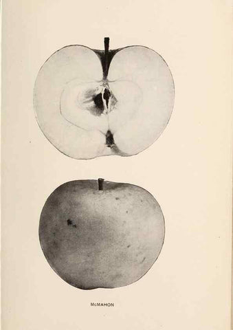 Reproducción/Reproduction 41379312235: The apples of New York /. Albany :J.B. Lyon,1905.. 