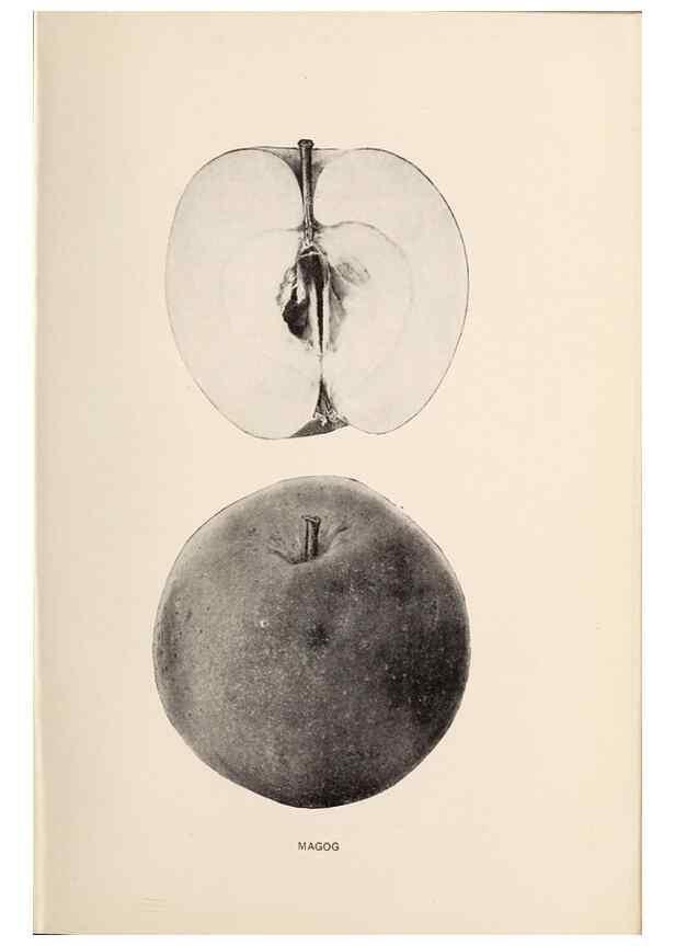 Reproducción/Reproduction 42281188051: The apples of New York /. Albany :J.B. Lyon,1905.. 