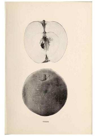 Reproducción/Reproduction 42281188051: The apples of New York /. Albany :J.B. Lyon,1905.. 