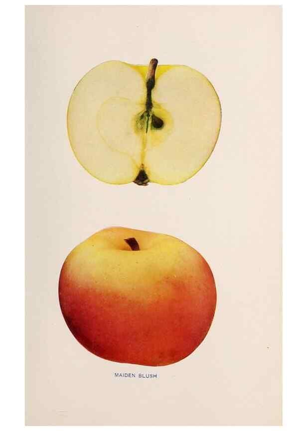 Reproducción/Reproduction 42281190221: The apples of New York /. Albany :J.B. Lyon,1905.. 