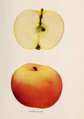 Reproducción/Reproduction 42281190221: The apples of New York /. Albany :J.B. Lyon,1905.. 
