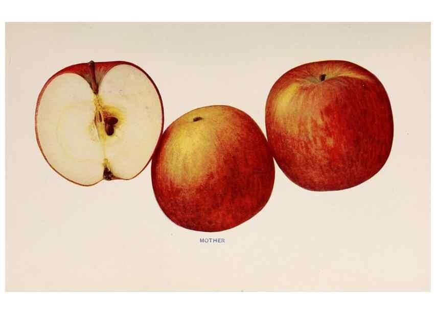 Reproducción/Reproduction 40474477540: The apples of New York /. Albany :J.B. Lyon,1905.. 
