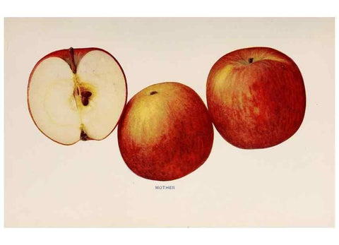 Reproducción/Reproduction 40474477540: The apples of New York /. Albany :J.B. Lyon,1905.. 