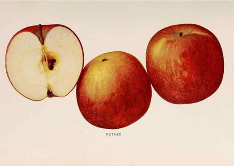 Reproducción/Reproduction 40474477540: The apples of New York /. Albany :J.B. Lyon,1905.. 