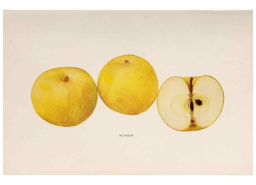 Reproducción/Reproduction 40474480640: The apples of New York /. Albany :J.B. Lyon,1905.. 