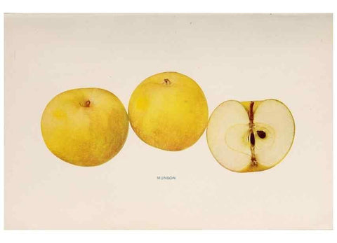 Reproducción/Reproduction 40474480640: The apples of New York /. Albany :J.B. Lyon,1905.. 