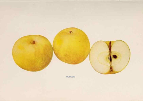 Reproducción/Reproduction 40474480640: The apples of New York /. Albany :J.B. Lyon,1905.. 