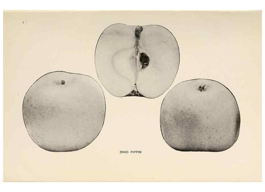 Reproducción/Reproduction 41560032624: The apples of New York /. Albany :J.B. Lyon,1905.. 