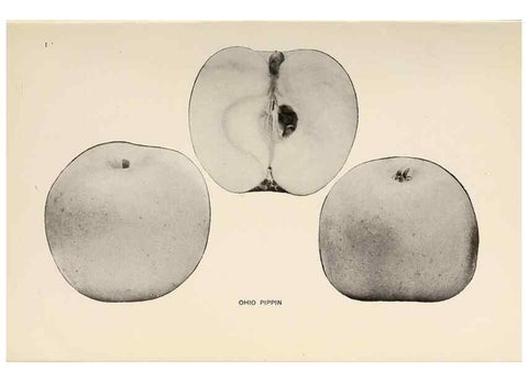 Reproducción/Reproduction 41560032624: The apples of New York /. Albany :J.B. Lyon,1905.. 