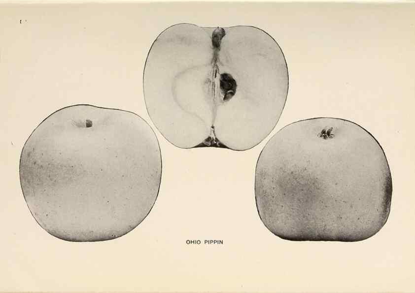 Reproducción/Reproduction 41560032624: The apples of New York /. Albany :J.B. Lyon,1905.. 