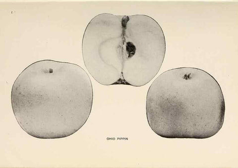 Reproducción/Reproduction 41560032624: The apples of New York /. Albany :J.B. Lyon,1905.. 
