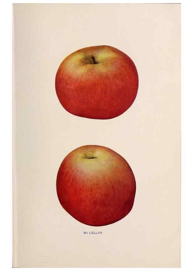 Reproducción/Reproduction 27410682547: The apples of New York /. Albany :J.B. Lyon,1905.. 