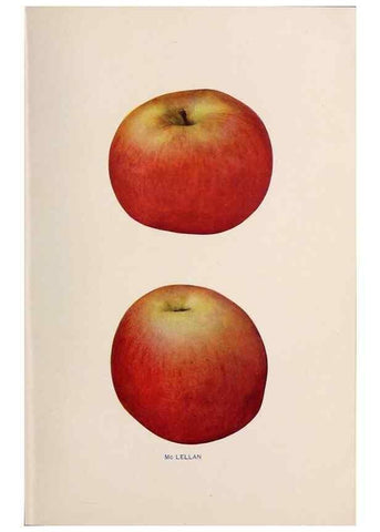 Reproducción/Reproduction 27410682547: The apples of New York /. Albany :J.B. Lyon,1905.. 
