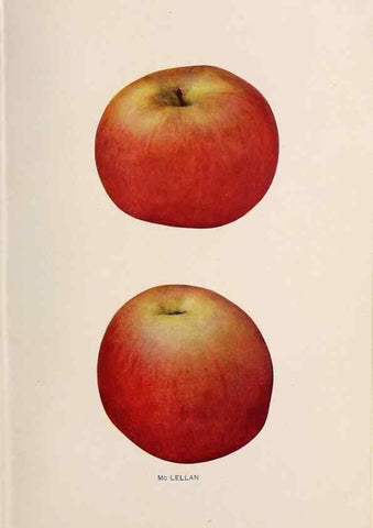 Reproducción/Reproduction 27410682547: The apples of New York /. Albany :J.B. Lyon,1905.. 