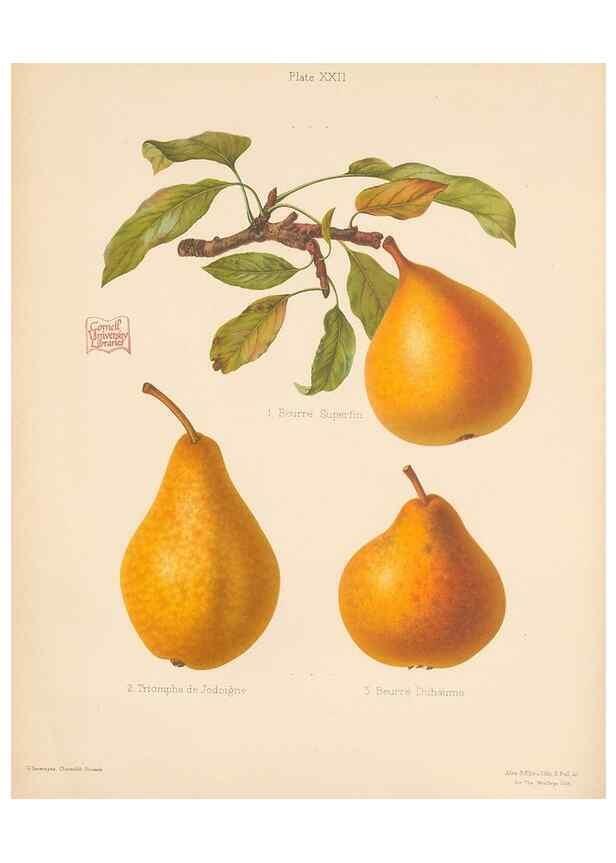 Reproducción/Reproduction 27415745957: The Herefordshire pomona, containing coloured figures and descriptions of the most esteemed kinds of apples and pears.. Hereford, [Eng.]Jakeman and Carver,1876-85.. 