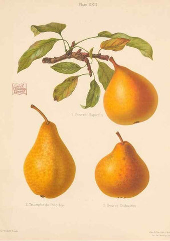 Reproducción/Reproduction 27415745957: The Herefordshire pomona, containing coloured figures and descriptions of the most esteemed kinds of apples and pears.. Hereford, [Eng.]Jakeman and Carver,1876-85.. 