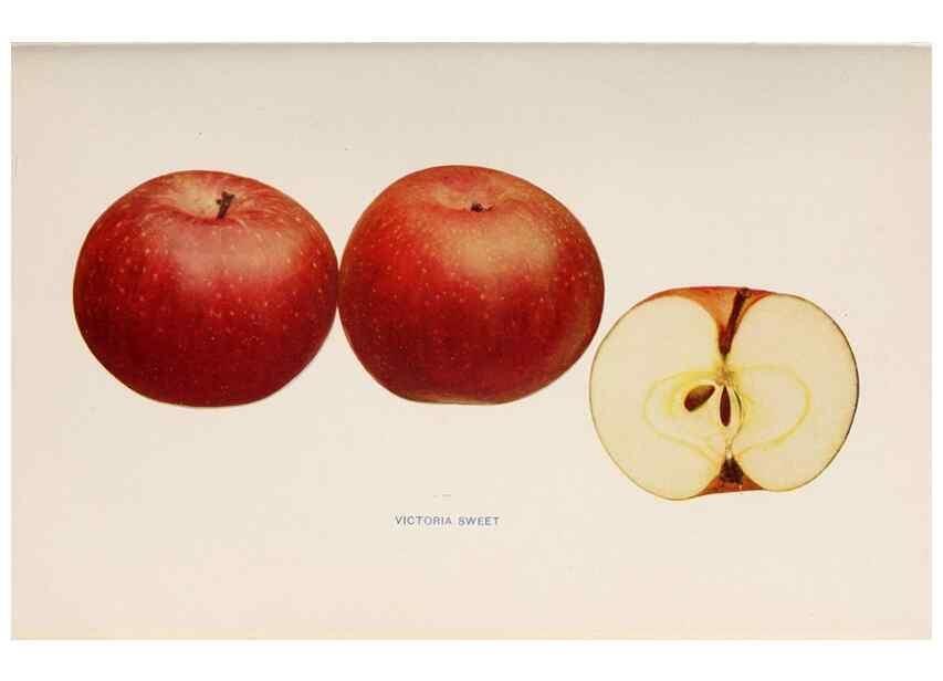 Reproducción/Reproduction 27410729917: The apples of New York /. Albany :J.B. Lyon,1905.. 