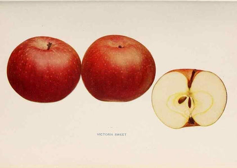 Reproducción/Reproduction 27410729917: The apples of New York /. Albany :J.B. Lyon,1905.. 