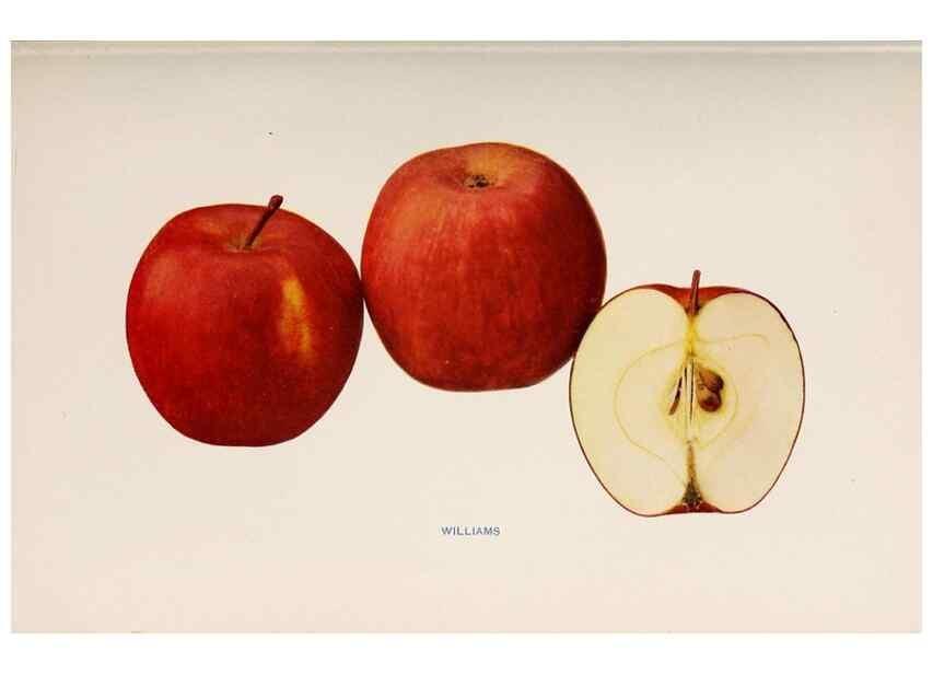 Reproducción/Reproduction 27410732557: The apples of New York /. Albany :J.B. Lyon,1905.. 