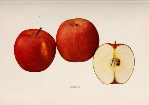 Reproducción/Reproduction 27410732557: The apples of New York /. Albany :J.B. Lyon,1905.. 