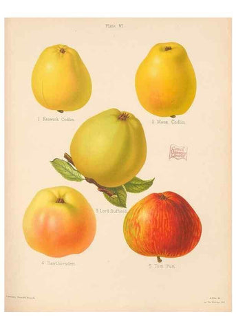 Reproducción/Reproduction 28412727278: The Herefordshire pomona, containing coloured figures and descriptions of the most esteemed kinds of apples and pears.. Hereford, [Eng.]Jakeman and Carver,1876-85.. 
