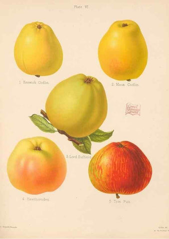 Reproducción/Reproduction 28412727278: The Herefordshire pomona, containing coloured figures and descriptions of the most esteemed kinds of apples and pears.. Hereford, [Eng.]Jakeman and Carver,1876-85.. 