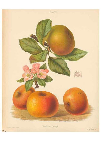 Reproducción/Reproduction 40479210170: The Herefordshire pomona, containing coloured figures and descriptions of the most esteemed kinds of apples and pears.. Hereford, [Eng.]Jakeman and Carver,1876-85.. 