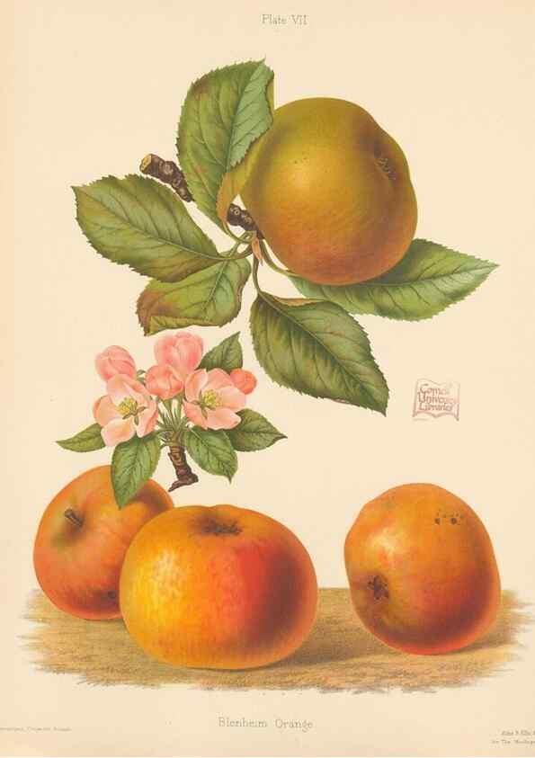 Reproducción/Reproduction 40479210170: The Herefordshire pomona, containing coloured figures and descriptions of the most esteemed kinds of apples and pears.. Hereford, [Eng.]Jakeman and Carver,1876-85.. 