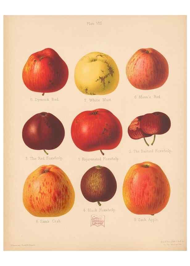 Reproducción/Reproduction 41564412654: The Herefordshire pomona, containing coloured figures and descriptions of the most esteemed kinds of apples and pears.. Hereford, [Eng.]Jakeman and Carver,1876-85.. 