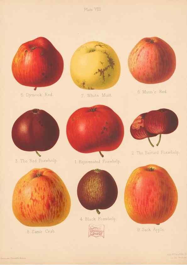 Reproducción/Reproduction 41564412654: The Herefordshire pomona, containing coloured figures and descriptions of the most esteemed kinds of apples and pears.. Hereford, [Eng.]Jakeman and Carver,1876-85.. 