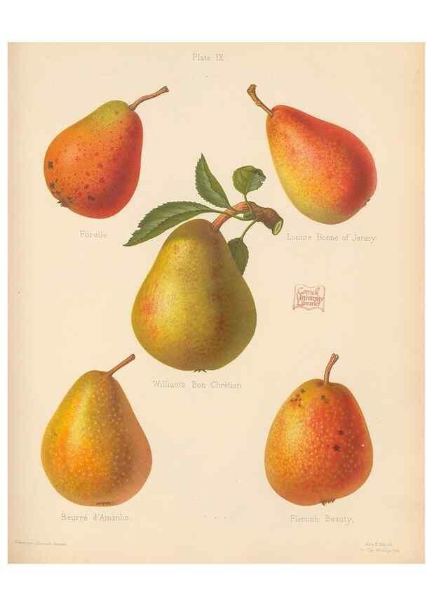 Reproducción/Reproduction 42285409281: The Herefordshire pomona, containing coloured figures and descriptions of the most esteemed kinds of apples and pears.. Hereford, [Eng.]Jakeman and Carver,1876-85.. 