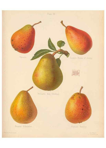 Reproducción/Reproduction 42285409281: The Herefordshire pomona, containing coloured figures and descriptions of the most esteemed kinds of apples and pears.. Hereford, [Eng.]Jakeman and Carver,1876-85.. 
