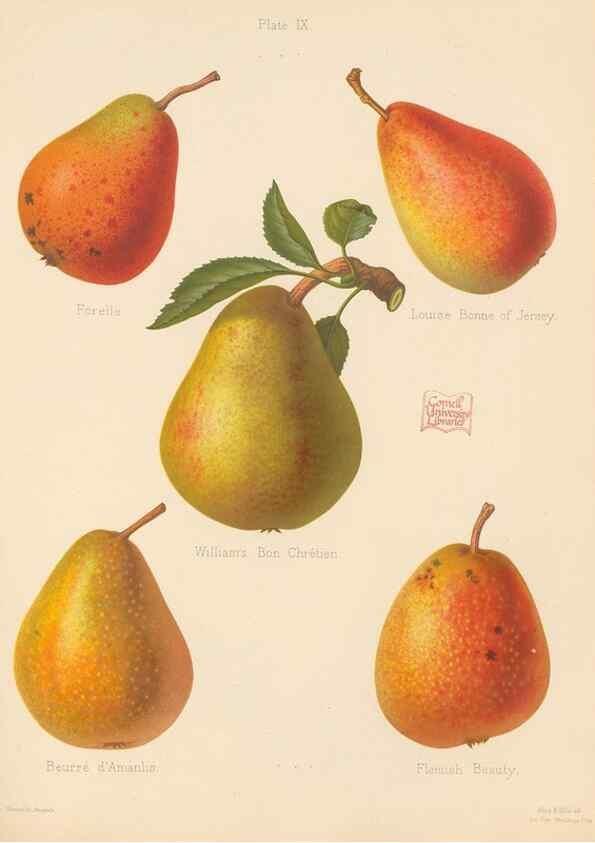 Reproducción/Reproduction 42285409281: The Herefordshire pomona, containing coloured figures and descriptions of the most esteemed kinds of apples and pears.. Hereford, [Eng.]Jakeman and Carver,1876-85.. 