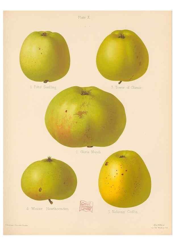 Reproducción/Reproduction 40479220360: The Herefordshire pomona, containing coloured figures and descriptions of the most esteemed kinds of apples and pears.. Hereford, [Eng.]Jakeman and Carver,1876-85.. 