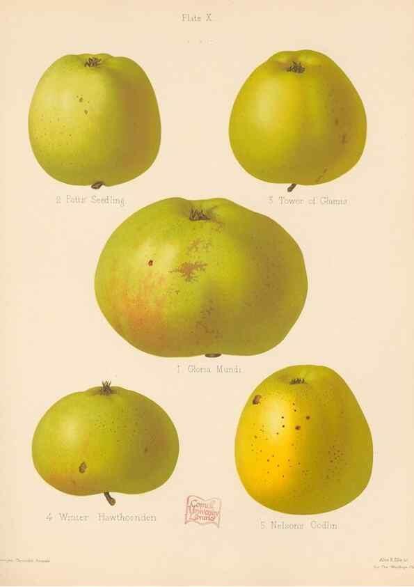 Reproducción/Reproduction 40479220360: The Herefordshire pomona, containing coloured figures and descriptions of the most esteemed kinds of apples and pears.. Hereford, [Eng.]Jakeman and Carver,1876-85.. 