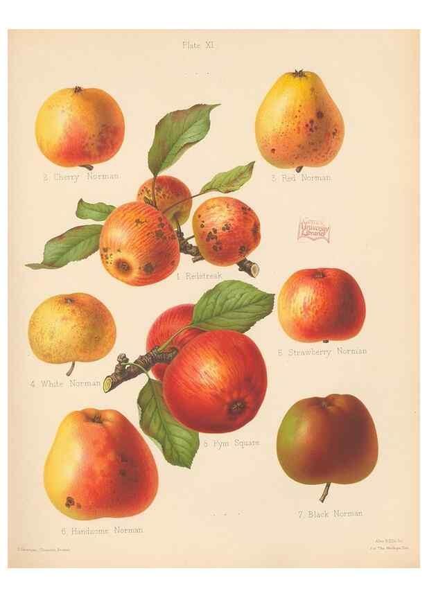Reproducción/Reproduction 42285416211: The Herefordshire pomona, containing coloured figures and descriptions of the most esteemed kinds of apples and pears.. Hereford, [Eng.]Jakeman and Carver,1876-85.. 