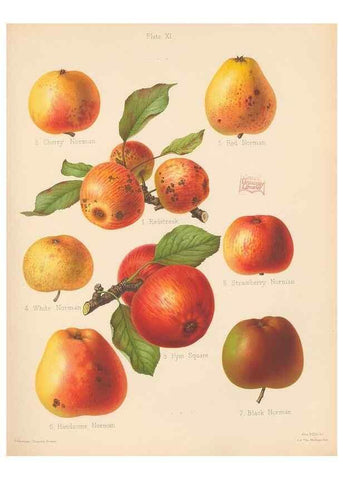 Reproducción/Reproduction 42285416211: The Herefordshire pomona, containing coloured figures and descriptions of the most esteemed kinds of apples and pears.. Hereford, [Eng.]Jakeman and Carver,1876-85.. 
