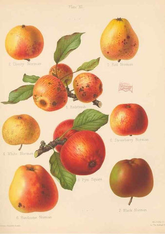 Reproducción/Reproduction 42285416211: The Herefordshire pomona, containing coloured figures and descriptions of the most esteemed kinds of apples and pears.. Hereford, [Eng.]Jakeman and Carver,1876-85.. 