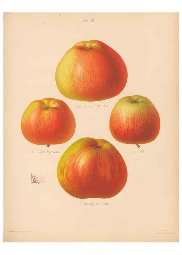 Reproducción/Reproduction 28412739788: The Herefordshire pomona, containing coloured figures and descriptions of the most esteemed kinds of apples and pears.. Hereford, [Eng.]Jakeman and Carver,1876-85.. 
