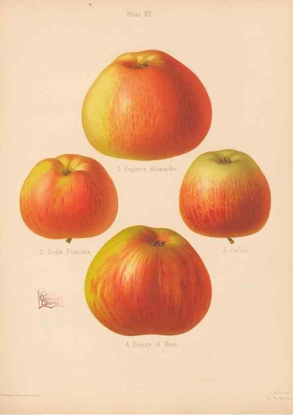 Reproducción/Reproduction 28412739788: The Herefordshire pomona, containing coloured figures and descriptions of the most esteemed kinds of apples and pears.. Hereford, [Eng.]Jakeman and Carver,1876-85.. 
