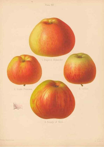 Reproducción/Reproduction 28412739788: The Herefordshire pomona, containing coloured figures and descriptions of the most esteemed kinds of apples and pears.. Hereford, [Eng.]Jakeman and Carver,1876-85.. 