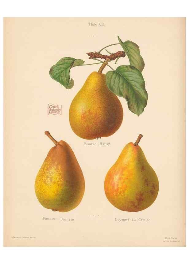 Reproducción/Reproduction 42285422491: The Herefordshire pomona, containing coloured figures and descriptions of the most esteemed kinds of apples and pears.. Hereford, [Eng.]Jakeman and Carver,1876-85.. 