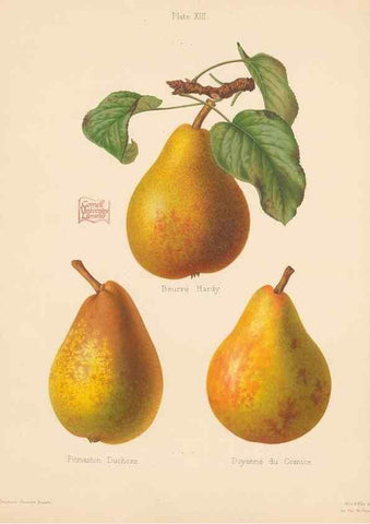 Reproducción/Reproduction 42285422491: The Herefordshire pomona, containing coloured figures and descriptions of the most esteemed kinds of apples and pears.. Hereford, [Eng.]Jakeman and Carver,1876-85.. 
