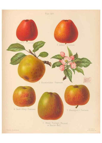 Reproducción/Reproduction 42285425991: The Herefordshire pomona, containing coloured figures and descriptions of the most esteemed kinds of apples and pears.. Hereford, [Eng.]Jakeman and Carver,1876-85.. 