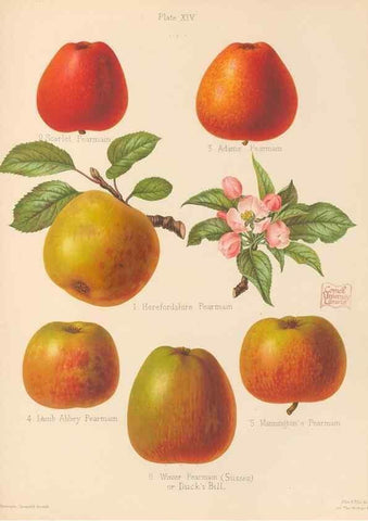 Reproducción/Reproduction 42285425991: The Herefordshire pomona, containing coloured figures and descriptions of the most esteemed kinds of apples and pears.. Hereford, [Eng.]Jakeman and Carver,1876-85.. 