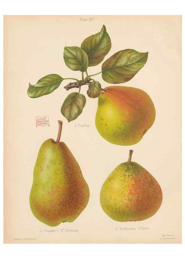Reproducción/Reproduction 41384084735: The Herefordshire pomona, containing coloured figures and descriptions of the most esteemed kinds of apples and pears.. Hereford, [Eng.]Jakeman and Carver,1876-85.. 