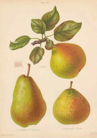 Reproducción/Reproduction 41384084735: The Herefordshire pomona, containing coloured figures and descriptions of the most esteemed kinds of apples and pears.. Hereford, [Eng.]Jakeman and Carver,1876-85.. 